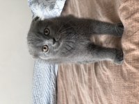 Scottish fold kedim 2,5 aylık