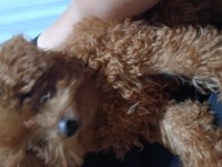 Bazi nedenlerden dolayi köpeğimi vermek zorundayim