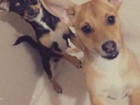 Orjinal ırk minyatür pinscher
