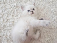 Özel Renk British Shorthair-Sağlıklı Eğitimli Yavrular