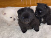 A Kalite Pomeranian Yavruları