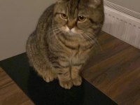 Ücretsiz sahiplendirme british shorthair