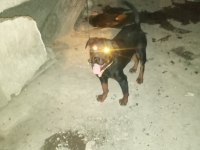 Ücretsiz rottweiler sahiplendirme