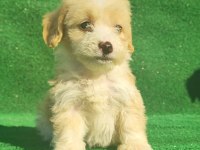 Maltipoo erkek ve dişi bebegim