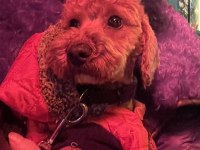 Yakışıklı poodle oğlumuza yuva olur musunuz