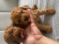 Toy Poodle Köpeğimiz