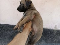 35 günlük hırs küpü köpeğimiz