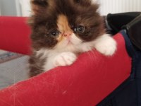 EXOTİC SHORTHAİR VE EXOTİC LONGHAİR KEDİSİ