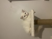 Safkan british longhair