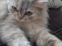 Chinchilla kedim yeni yuvasını arıyor