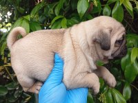 A KALİTE EVSANE PUG MOPS BEBEKLER SIFIR BURUN GÜL KUYRUK