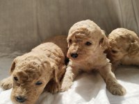 Dişi ve erkek mevcut poodle
