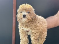 Petmode köpek çiftliğinden kore maltipoo