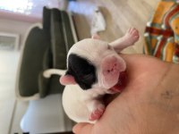 Acil french bulldog bebekler