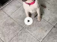 6 aylık labrador ücretsiz sahiplendirilecektir
