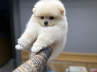 Tedy Bear Pomeranian Pupy