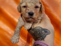 Sizi sizden alacak mini mini poodle bebekler