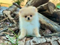 Teddy face pomeranian