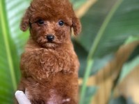 Toy Poodle Bebekleri Referans Yavru