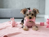 Teacup 6 Aylik 900 Gr Dişi Köpeğimiz