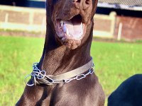 Dev doberman yavrular