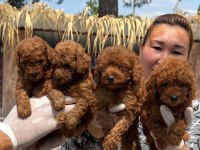 Kore poodle yavrularımız
