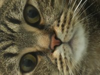 Ücretsiz erkek british shorthair