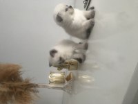 Güzel scottish fold bebekler yeni yuvalarını arıyor