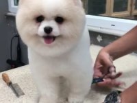 Orjinal ayı surat pomeranian boo yavrular