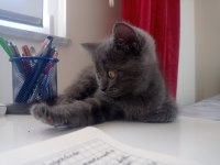 British shorthair kızımıza yuva arıyoruz