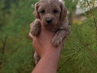 F1 0 NUMARA MALTİPOO YAVRULARIM GELDİ