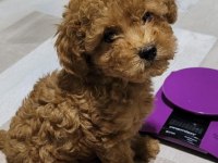 Kore teacup babadan teacup poodle bebekler