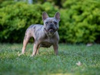Takip şartıyla ücretsiz sahiplendirme french bulldog