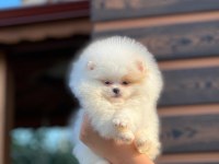gerçek kore kan ayı surat pomeranian boo yavrular