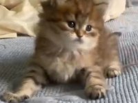 Sahibinden british longhair kedisi
