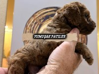 SEVİMLİ IRK TOY POODLE