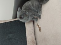 British shorthair dişi yavru