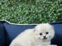 Scottish Fold Sevimli Yavru