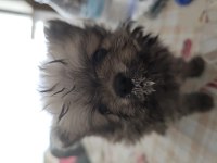 Ukraynalı anneden 2 aylık pomeranian