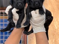 Labrador çikolata siyah yavrular hazırda