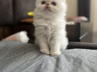 1 HAZİRAN DOĞUMLU REZERVEYE AÇIK CHİNCHİLLA KEDİLER