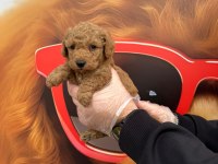 SAĞLIK BOY GARANTİLİ POODLE BEBEKLER