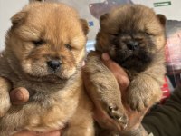 A kalite chow chow bebeklerim
