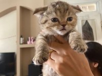Scottish fold dişi