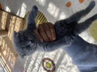 British shorthair yavrularımız yeni sahiplerini arıyor