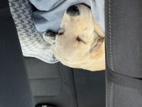 Golden Retriever Yavrusu