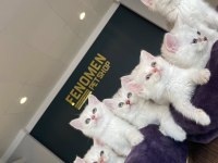 ÖZEL IRK BRITISH SHORTHAIR YAVRULAR ANKARA MAĞAZAMIZDA 