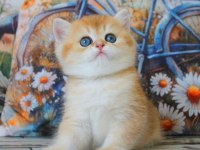 Sarı Kürklü Golden British Shorthair