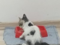 Yavru sokak kedisi