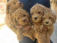 Maltipoo ve poodle yavrular